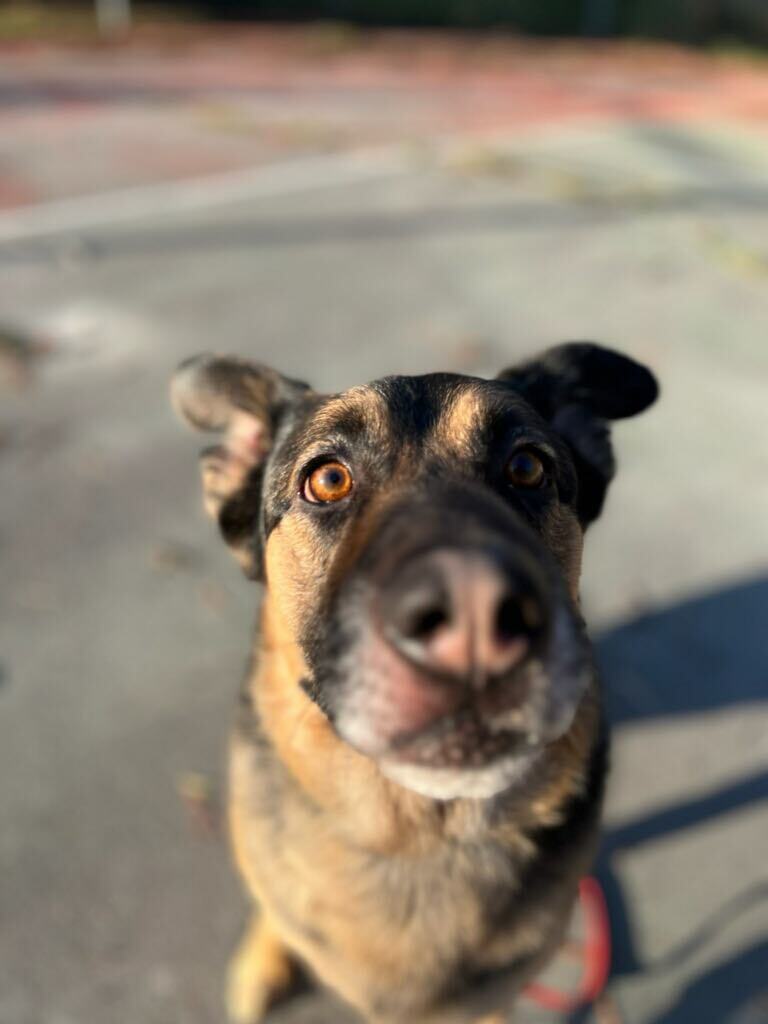 Milo