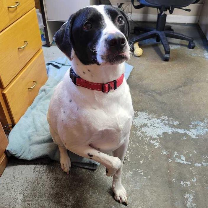 Ares Office, Adoptable, Adult Male Black Labrador Retriever & Pointer.