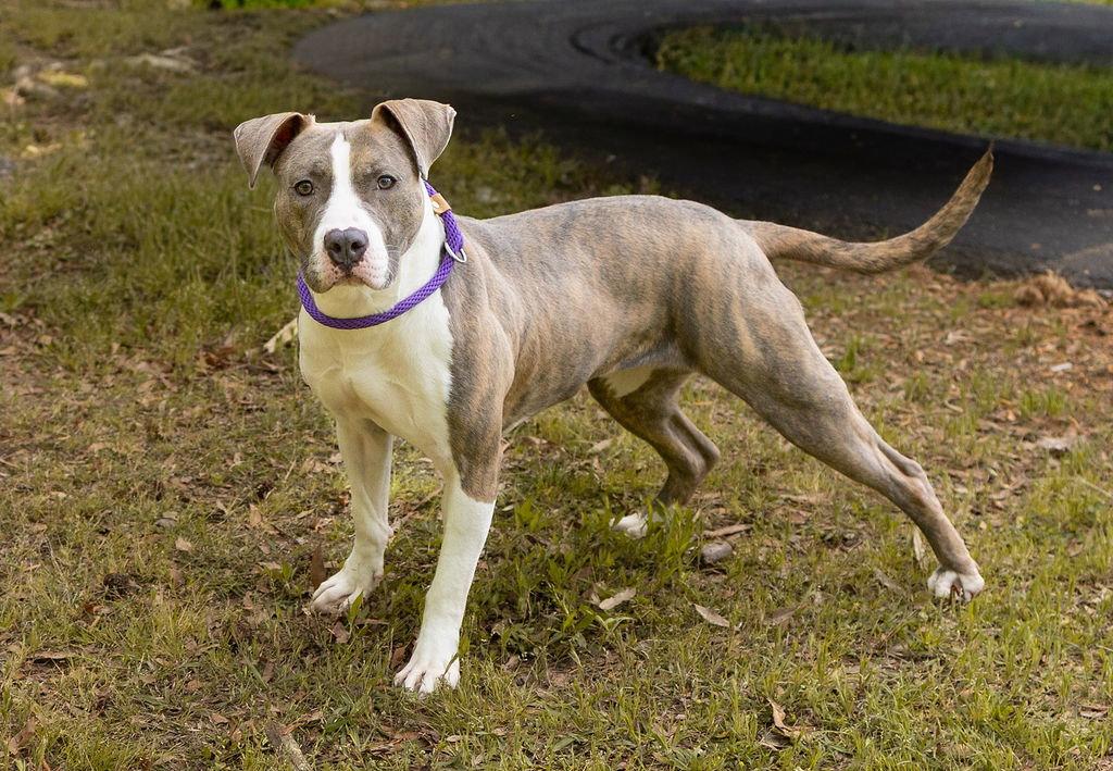 Enlarge Ava, a Adoptable Mixed Breed in Durham, NC image 1/3
