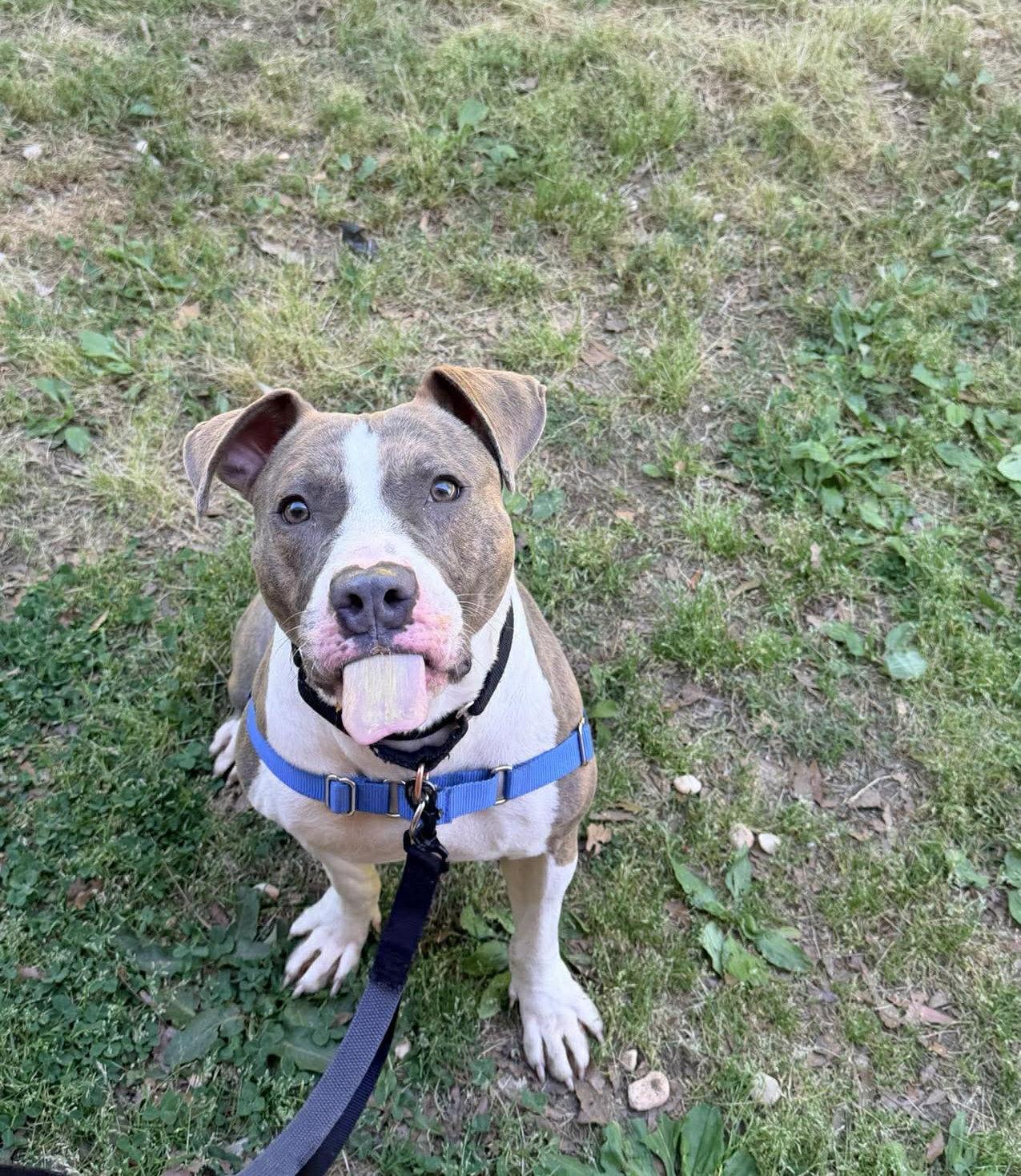 Enlarge Ava, a Adoptable Mixed Breed in Durham, NC image 2/3