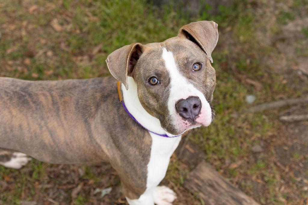 Enlarge Ava, a Adoptable Mixed Breed in Durham, NC image 3/3