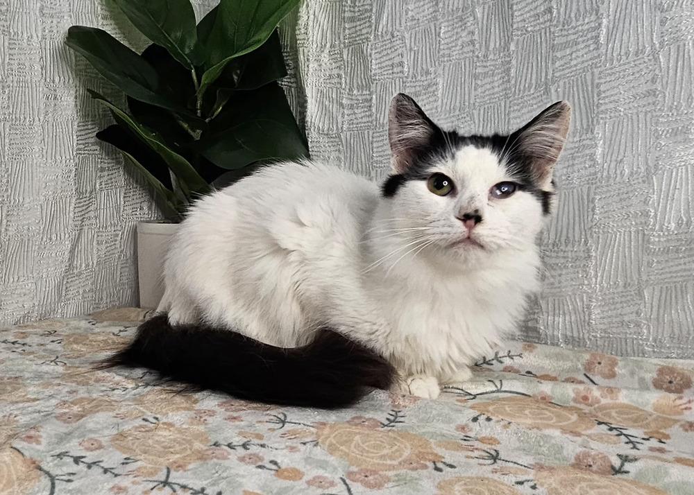 Domino, a Adoptable Domestic Long Hair in Long Beach, MS image 2/4