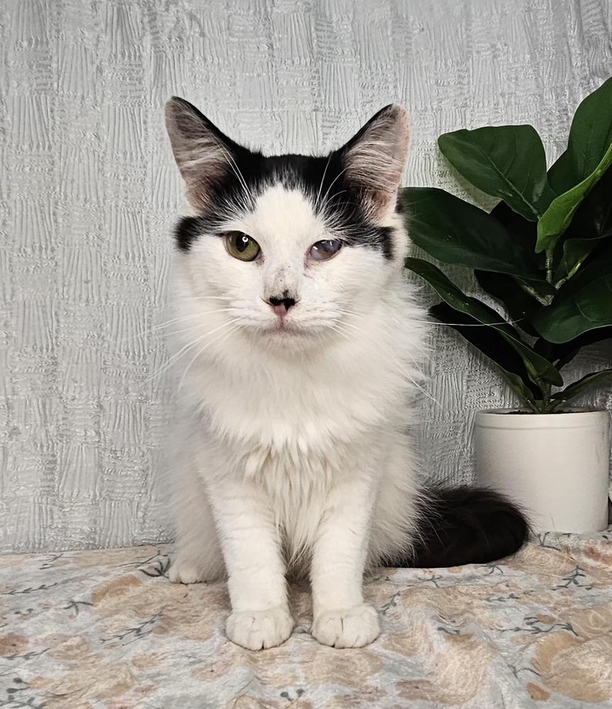 Domino, a Adoptable Domestic Long Hair in Long Beach, MS image 3/4