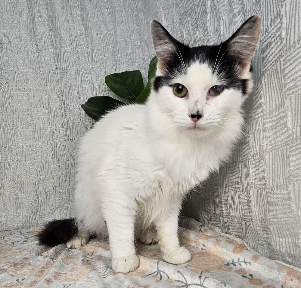 Domino, a Adoptable Domestic Long Hair in Long Beach, MS image 4/4