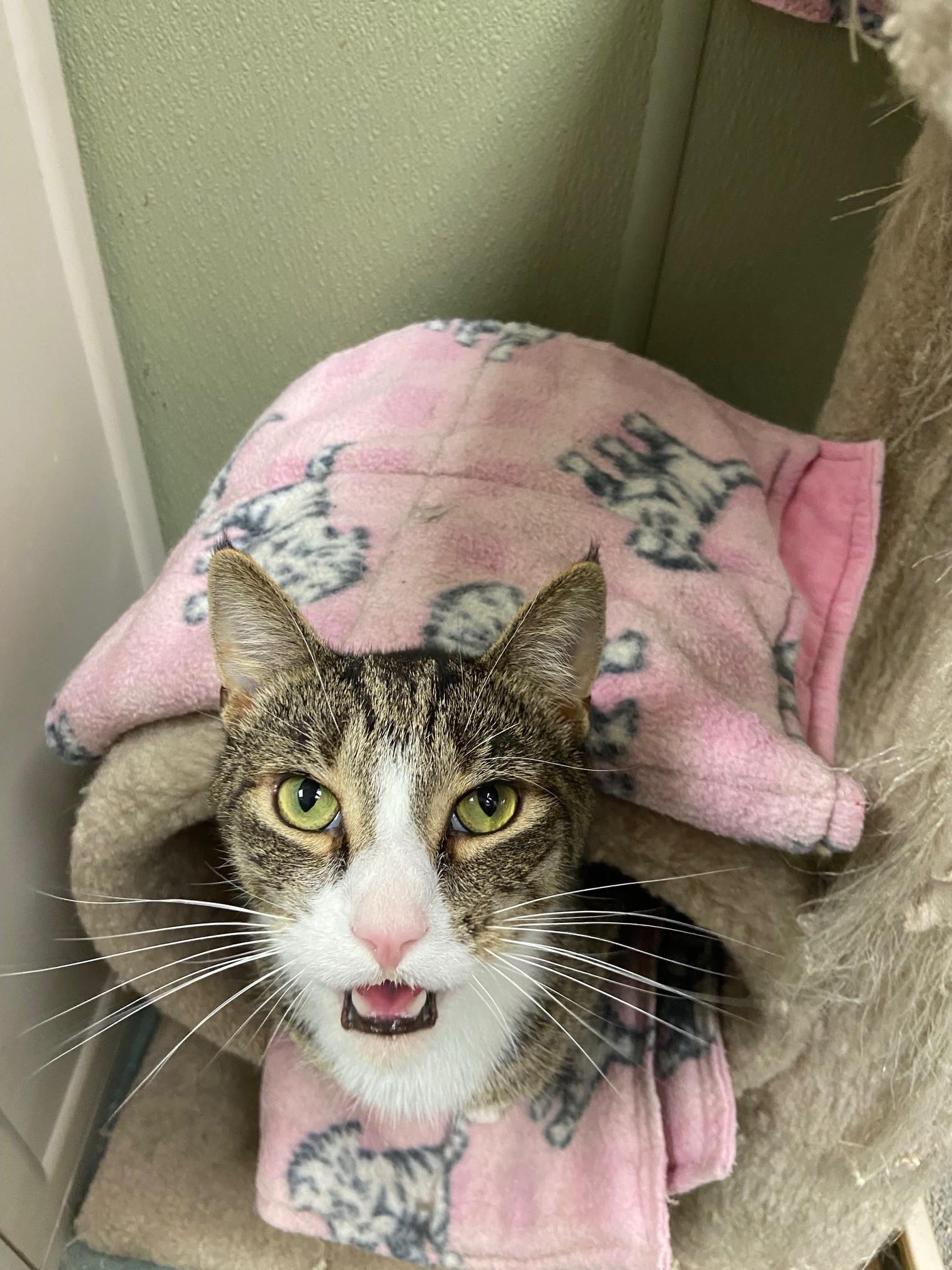 Enlarge Catnip, a Adoptable Domestic Short Hair in Warwick, RI image 3/3