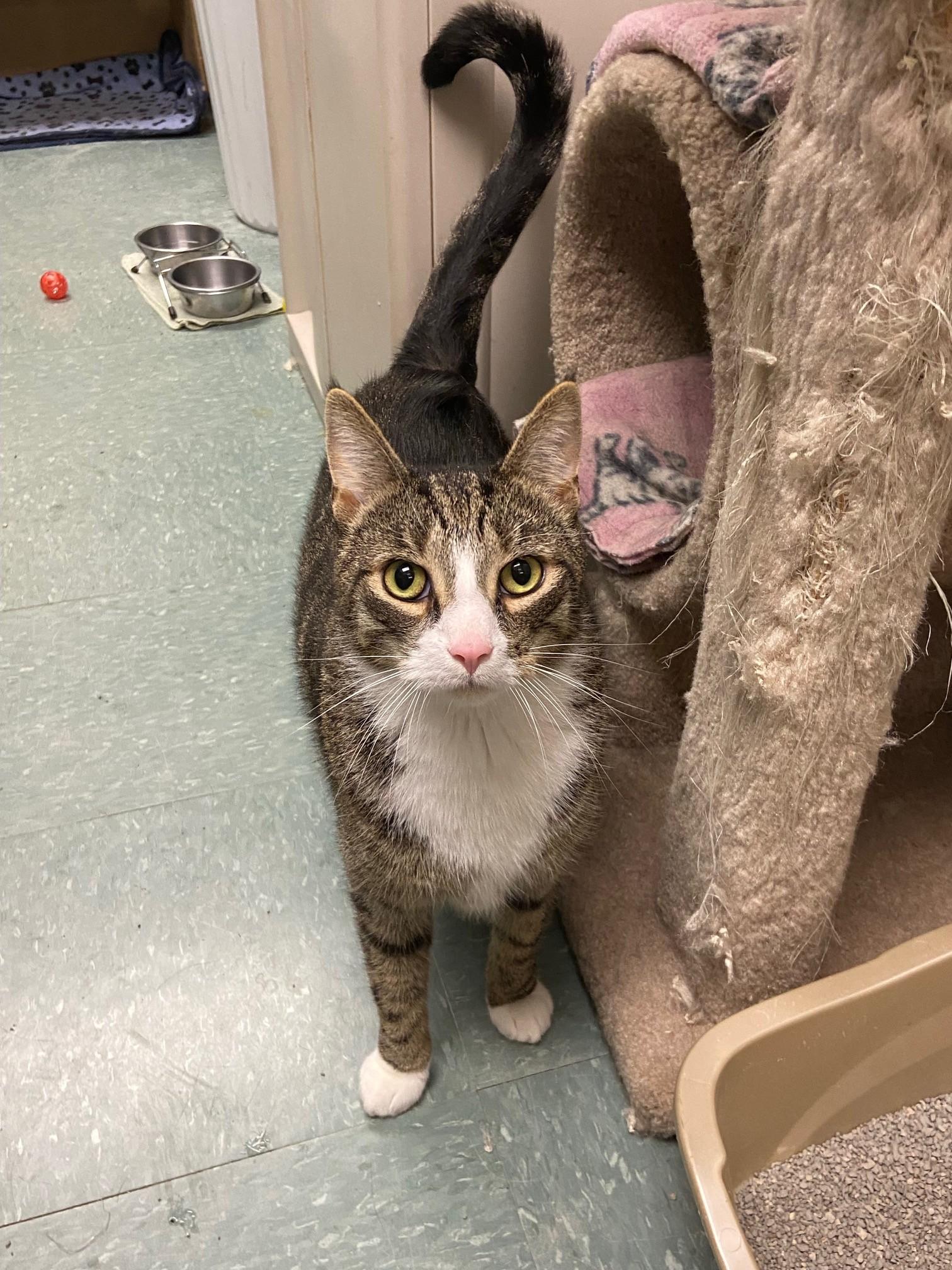 Enlarge Catnip, a Adoptable Domestic Short Hair in Warwick, RI image 1/3