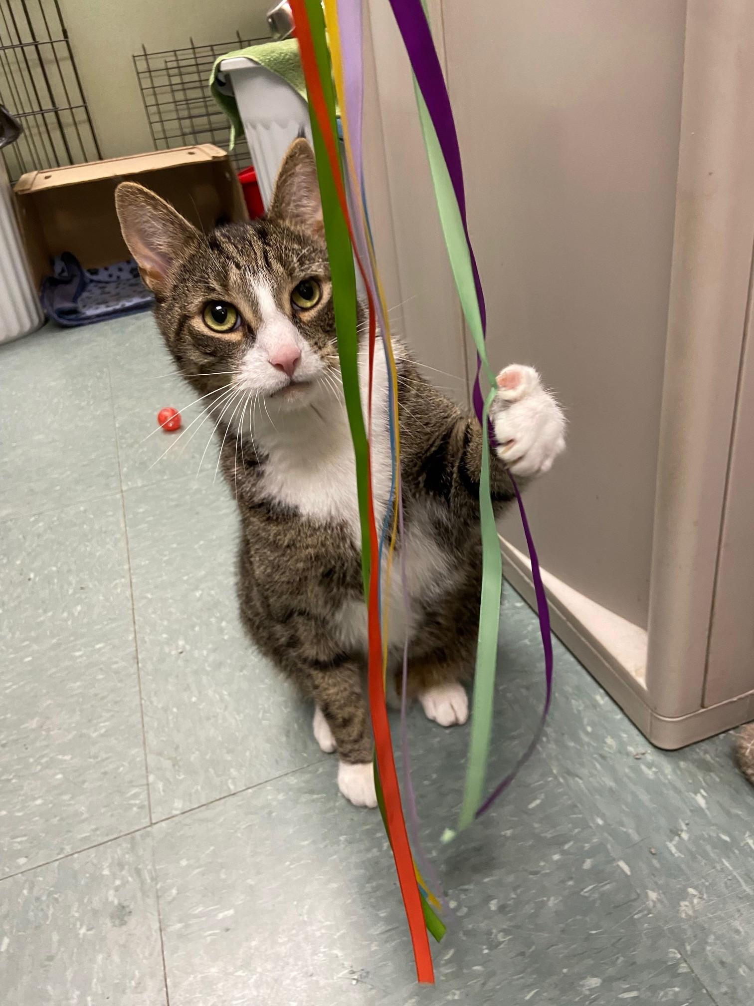 Enlarge Catnip, a Adoptable Domestic Short Hair in Warwick, RI image 2/3