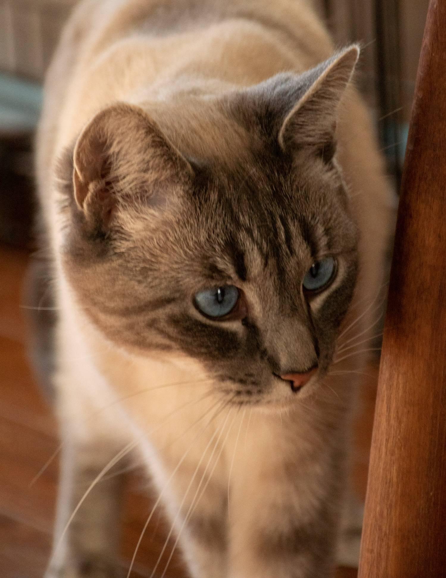 Brie, a ADOPTABLE mixed breed in Staunton, VA image 3/6