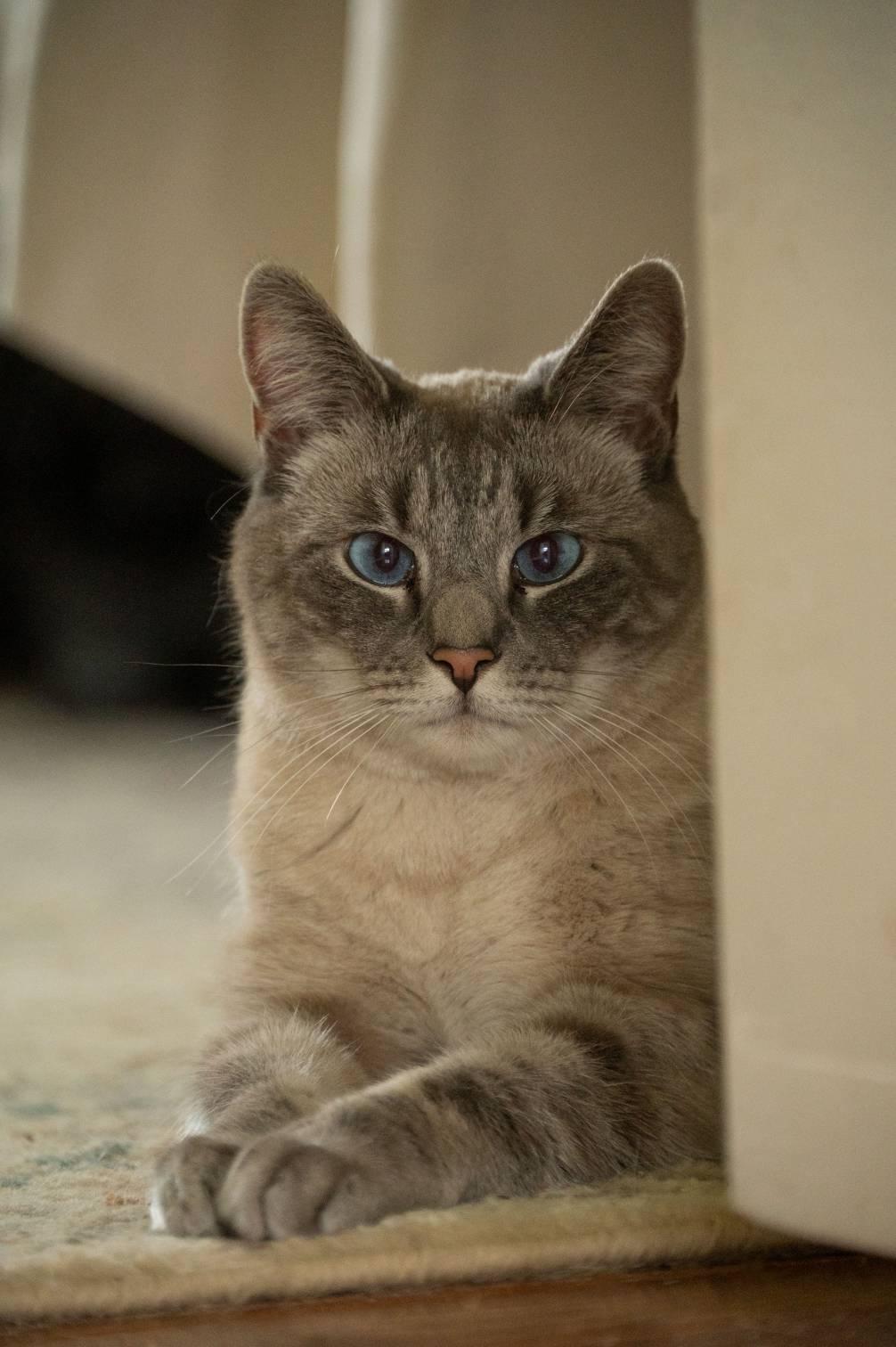 Brie, a ADOPTABLE mixed breed in Staunton, VA image 4/6