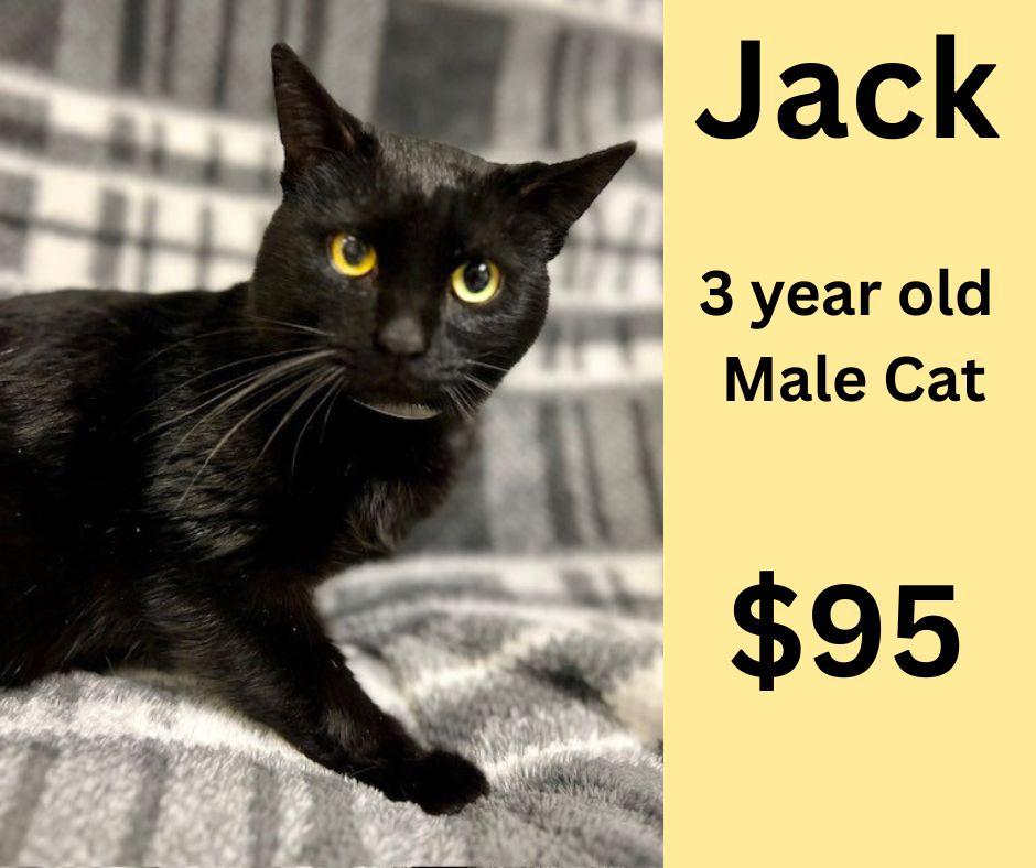 Enlarge Jack, an adopted Domestic Short Hair in Decatur, AL image 1/1