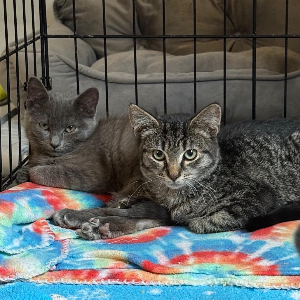 Buckle, Adoptable, Young Male Domestic Short Hair.