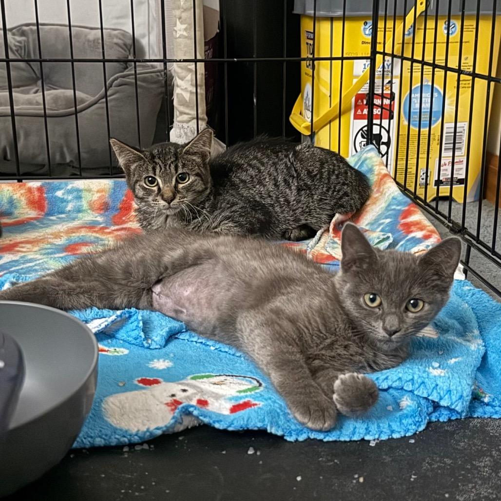 Enlarge Buckle, a Adoptable Domestic Short Hair in Harrisonburg, VA image 2/6