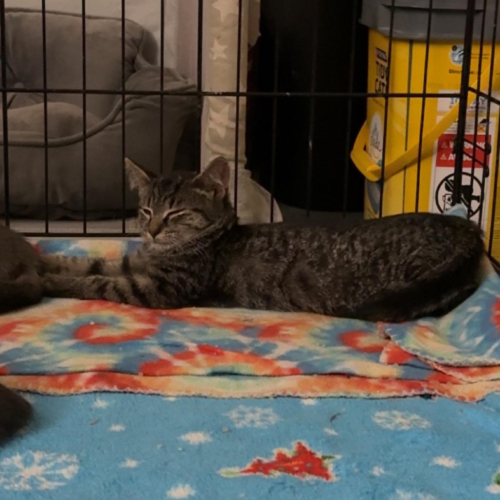 Enlarge Buckle, a Adoptable Domestic Short Hair in Harrisonburg, VA image 3/6