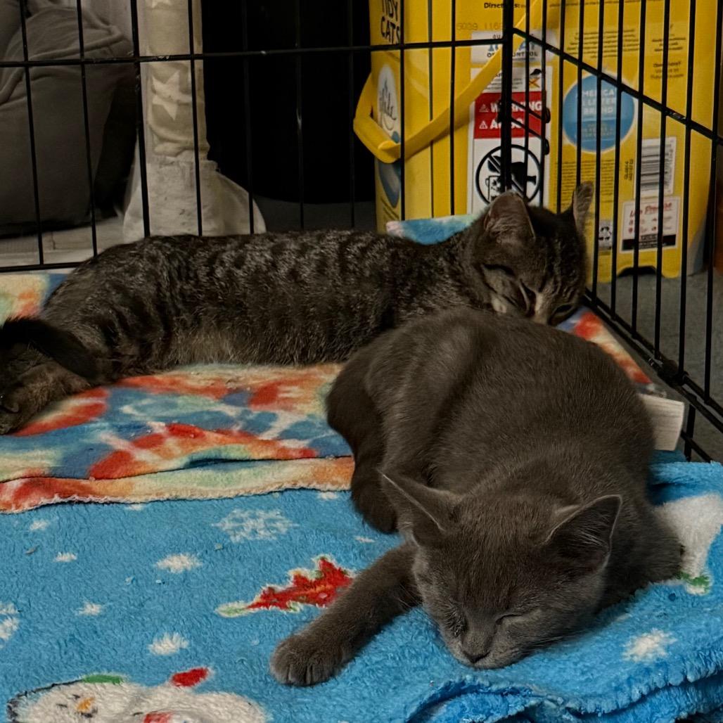 Enlarge Buckle, a Adoptable Domestic Short Hair in Harrisonburg, VA image 4/6