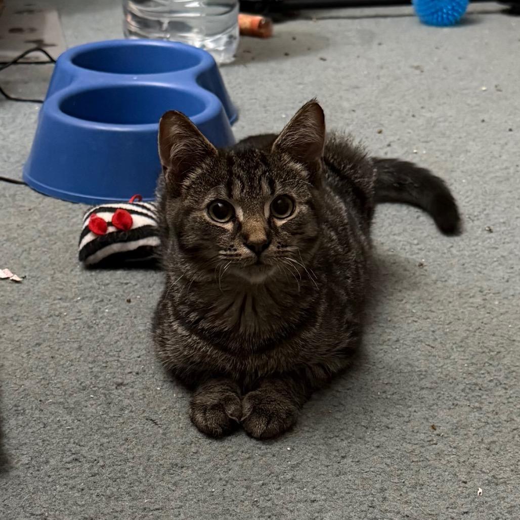 Enlarge Buckle, a Adoptable Domestic Short Hair in Harrisonburg, VA image 5/6