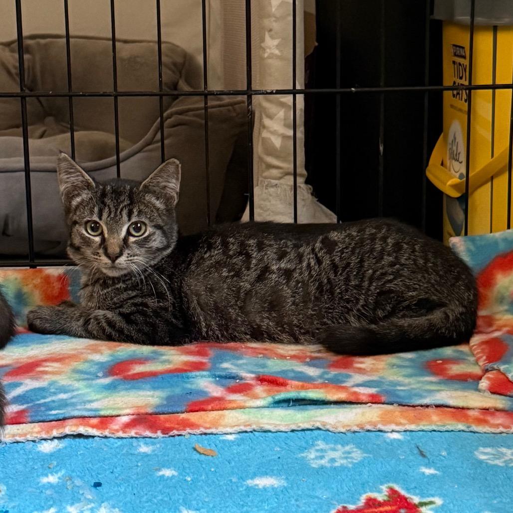 Enlarge Buckle, a Adoptable Domestic Short Hair in Harrisonburg, VA image 6/6