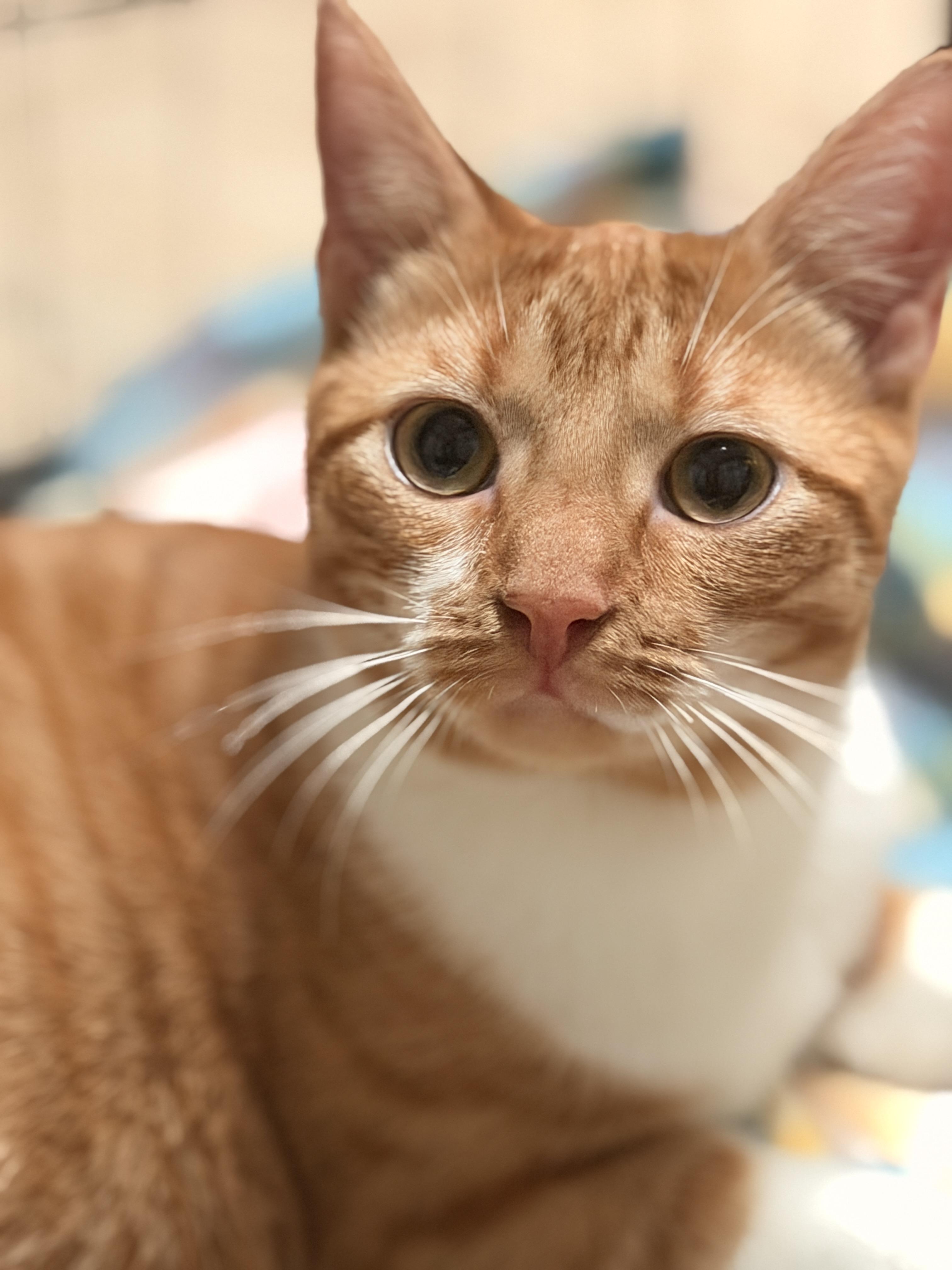 Enlarge Bati, a Adoptable Domestic Short Hair in Mansfield, TX image 4/4