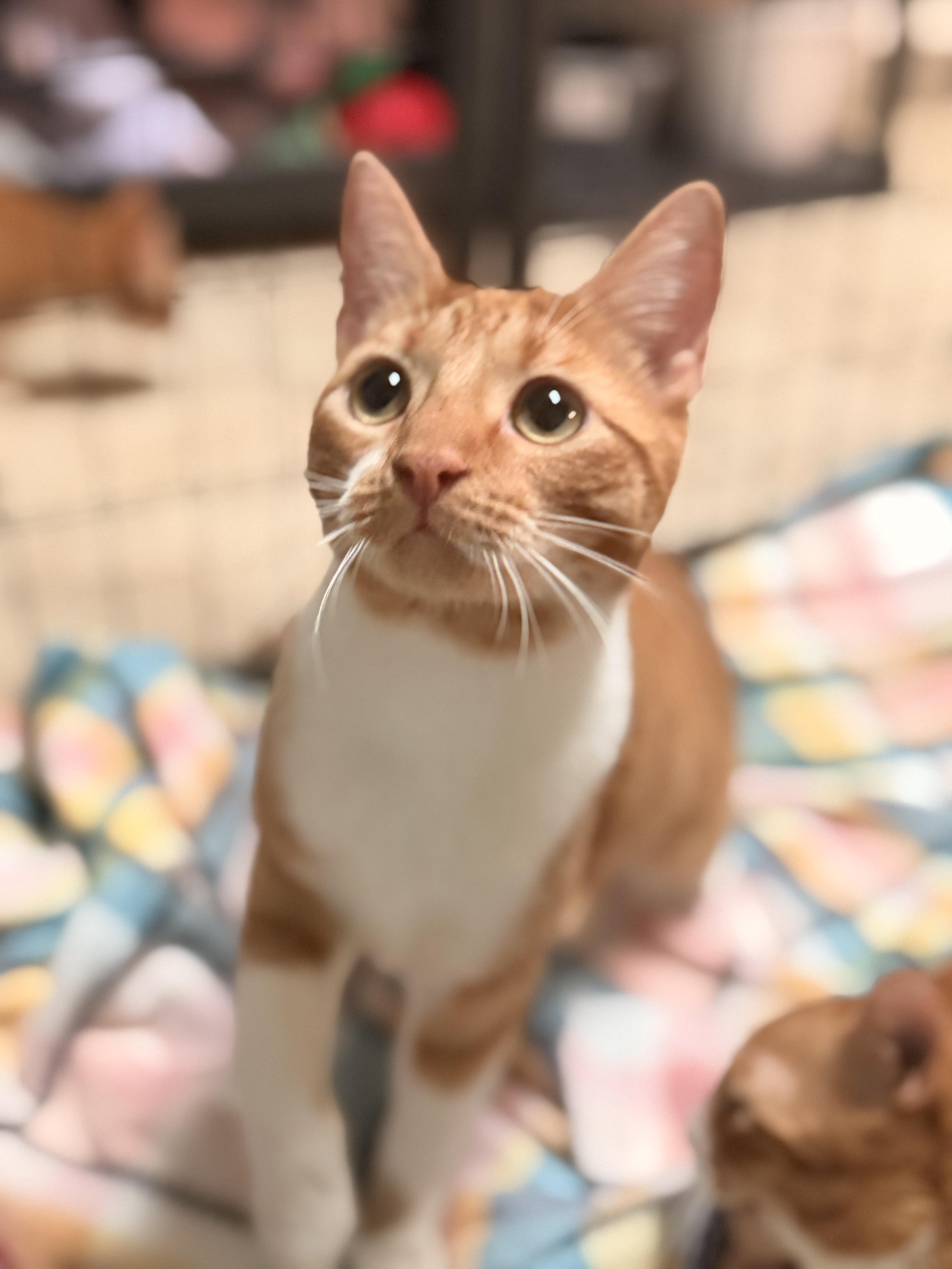 Enlarge Bati, a Adoptable Domestic Short Hair in Mansfield, TX image 1/4