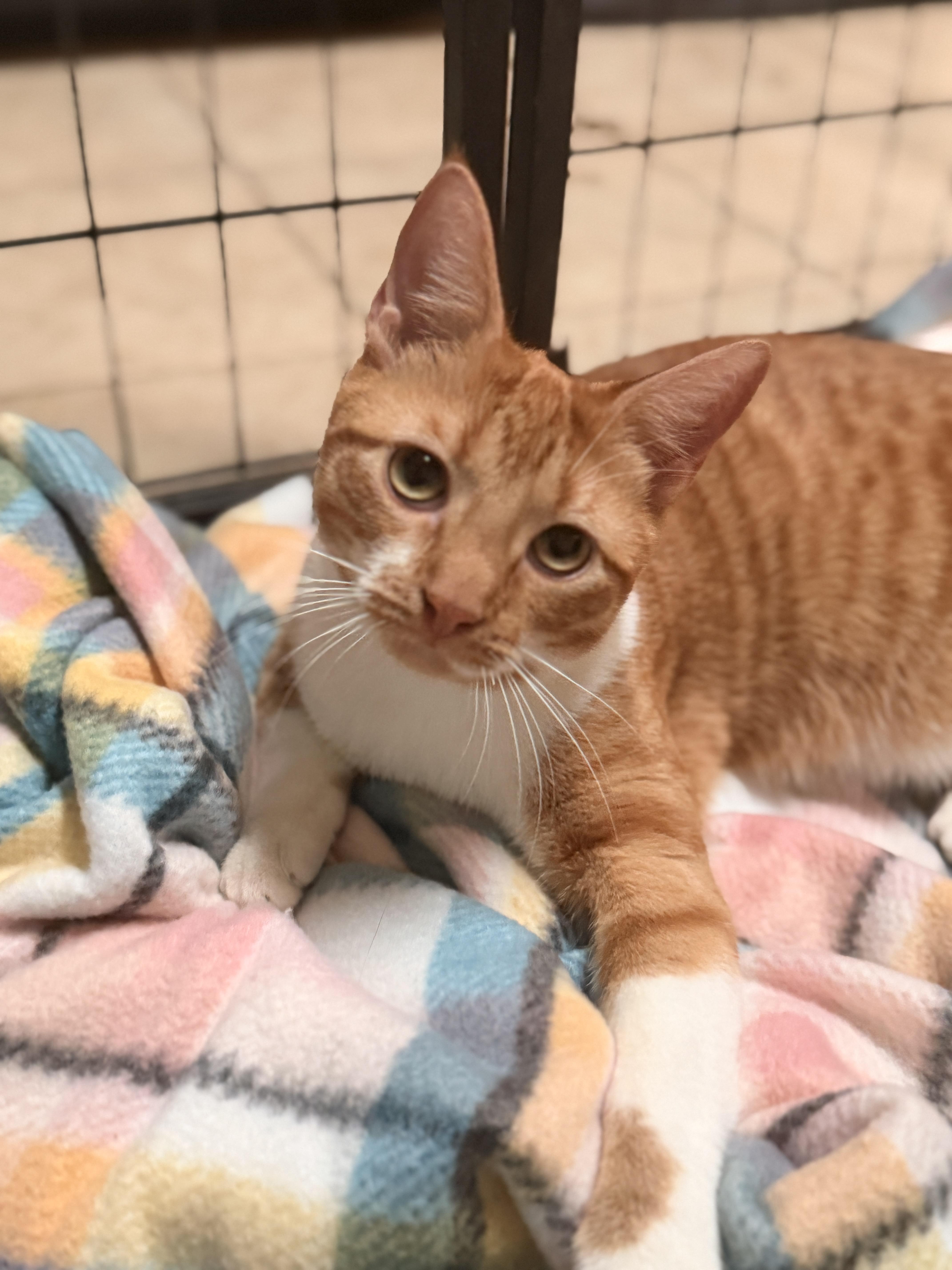 Enlarge Bati, a Adoptable Domestic Short Hair in Mansfield, TX image 3/4