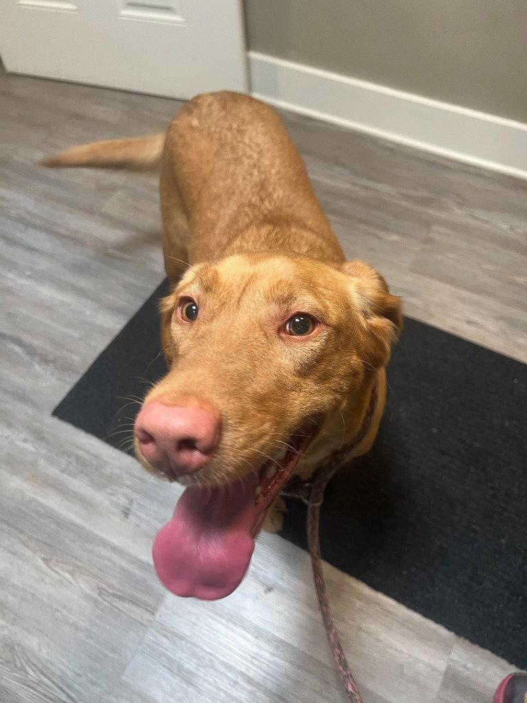 Daisy, Adoptable, Adult Female Yellow Labrador Retriever.