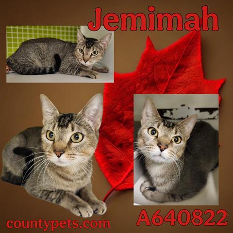 JEMIMAH, Adoptable, Young Female Domestic Short Hair.