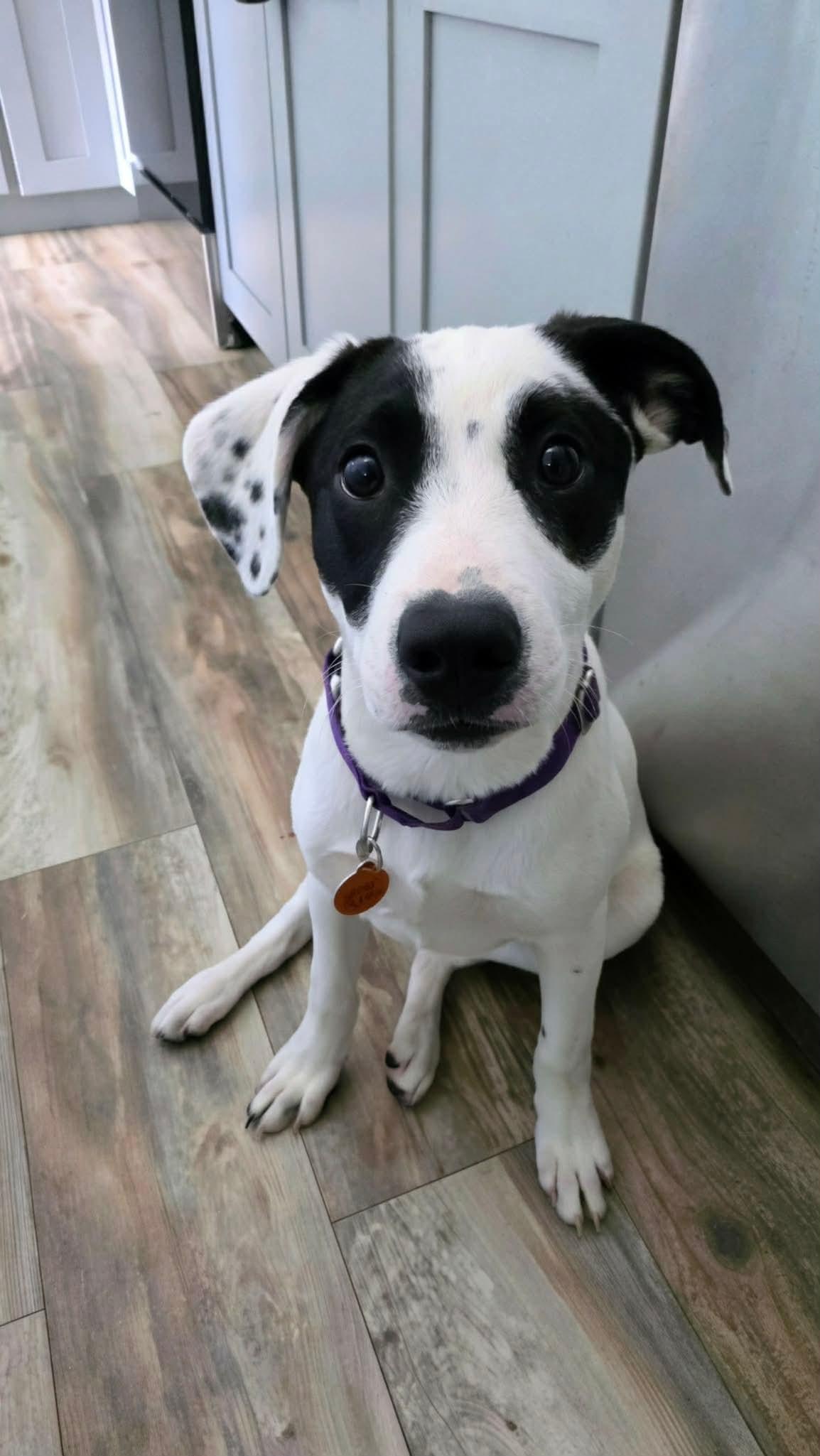 Enlarge ANGELO, a Adoptable mixed breed in Pomfret Center, CT image 1/3