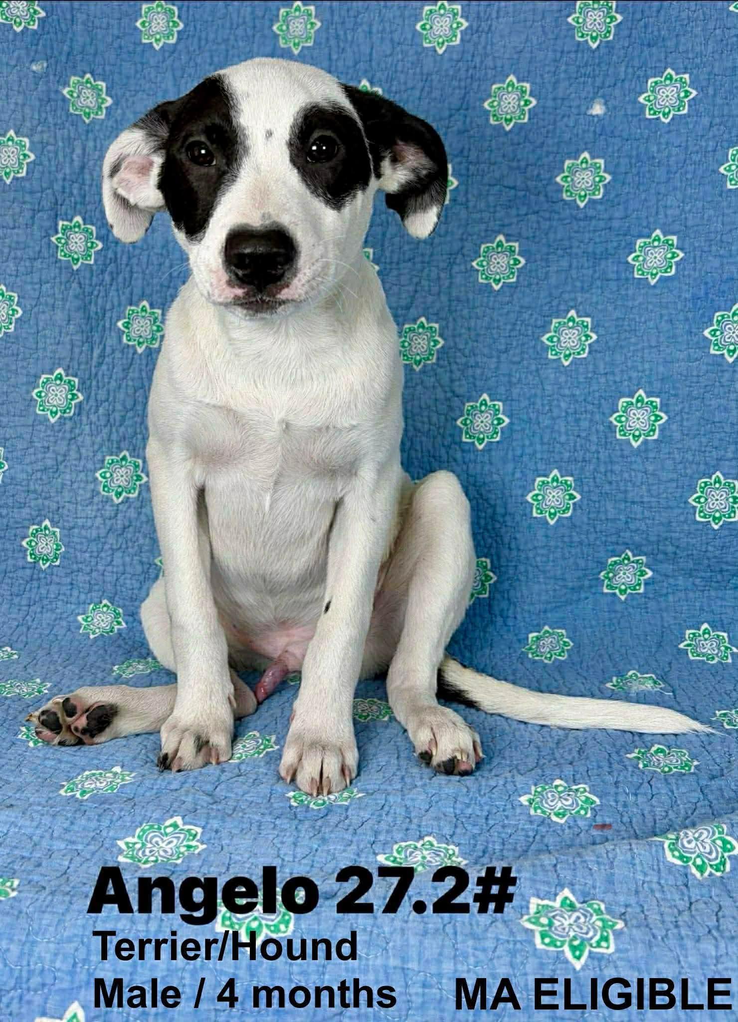 ANGELO, Adoptable, Young Male Terrier & Hound.