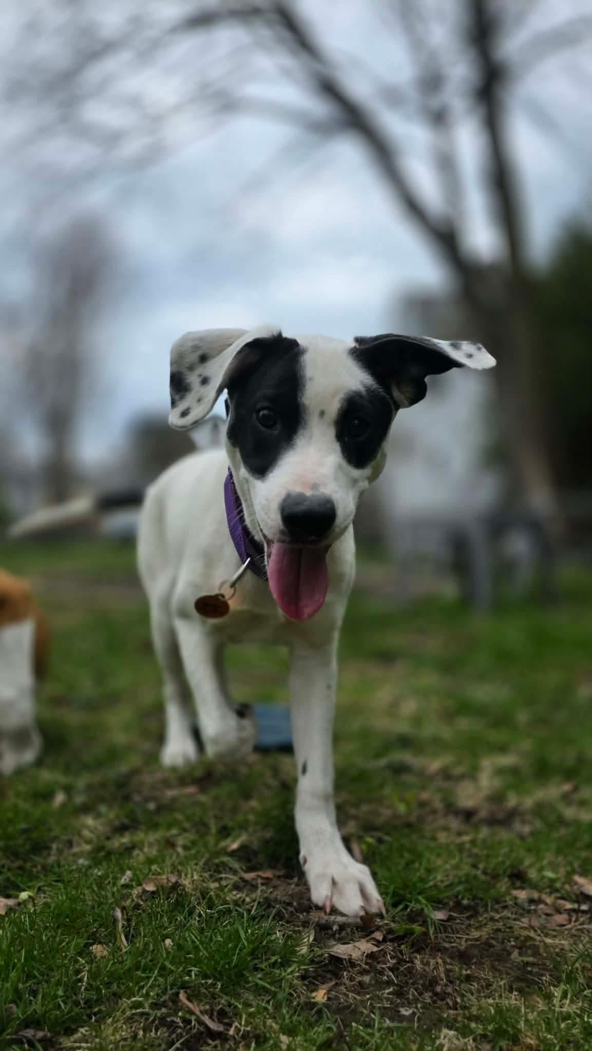 Enlarge ANGELO, a Adoptable mixed breed in Pomfret Center, CT image 3/3