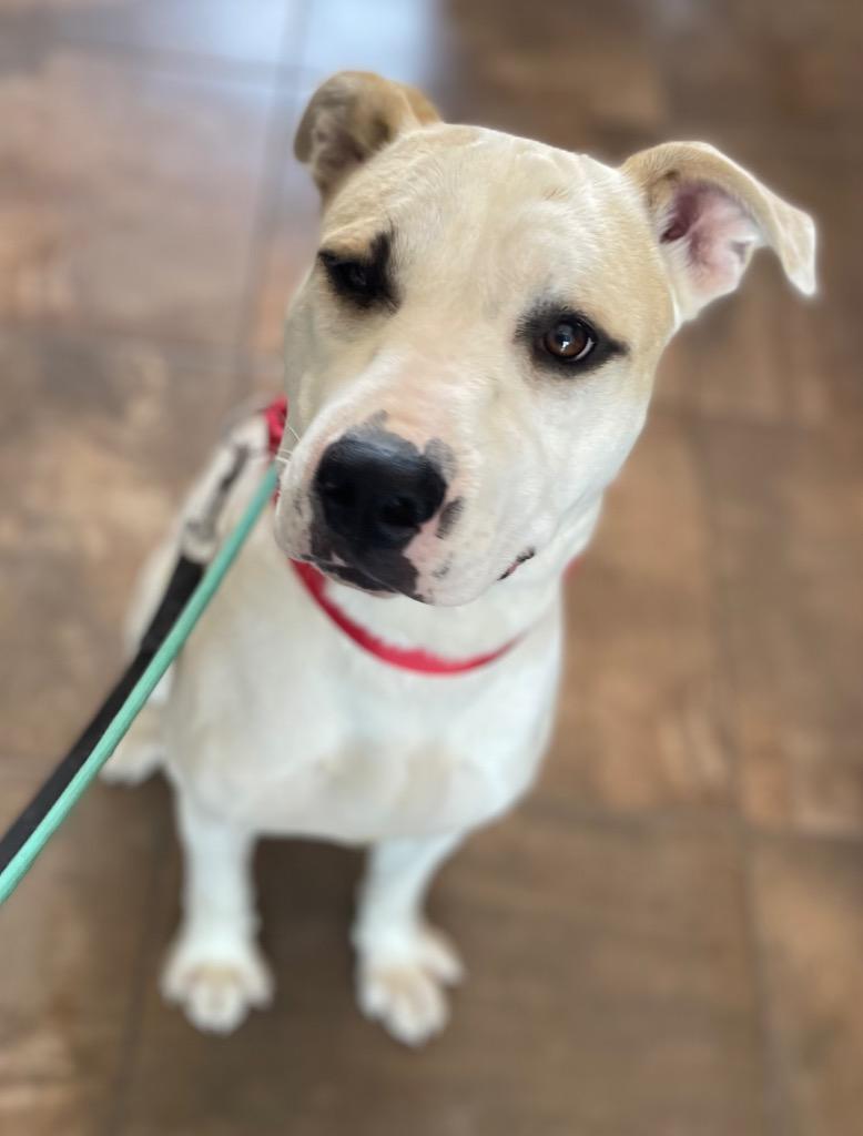 Enlarge Hercules, a Adoptable mixed breed in Cottonwood, AZ image 2/6