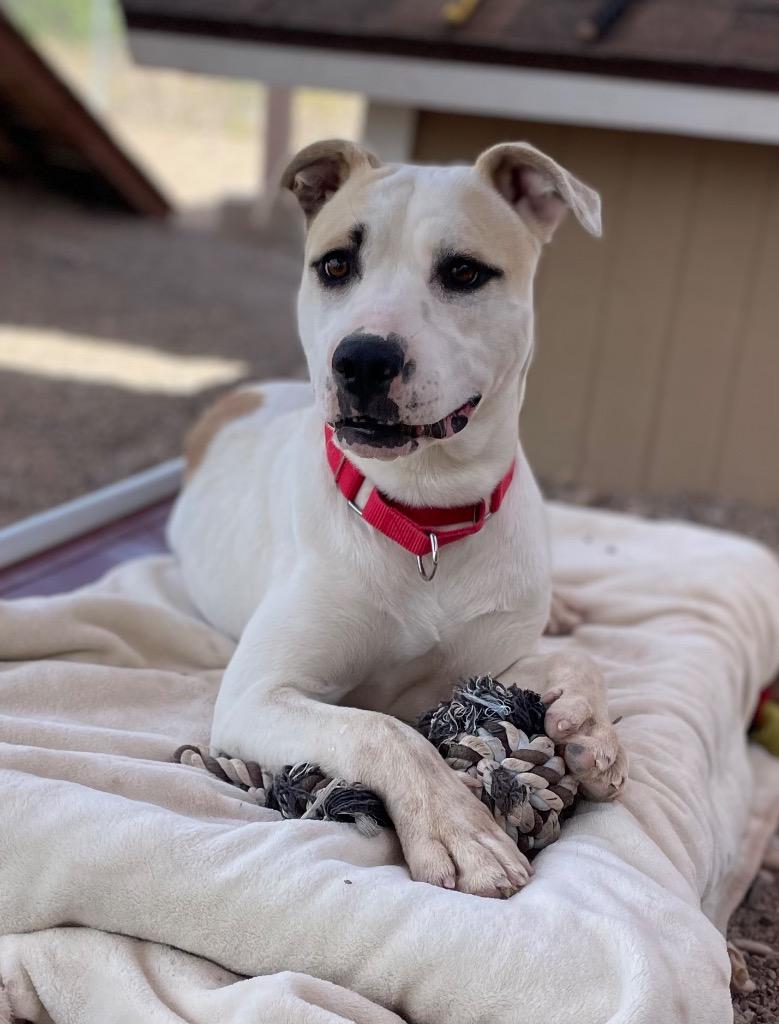 Hercules, Adoptable, Adult Male Labrador Retriever & Australian Cattle Dog / Blue Heeler.