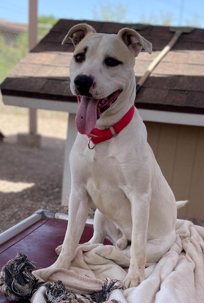 Enlarge Hercules, a Adoptable mixed breed in Cottonwood, AZ image 2/6