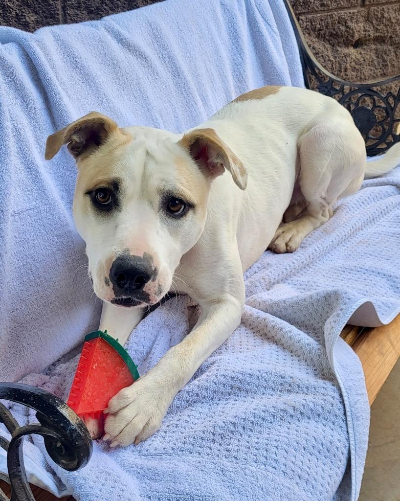 Enlarge Hercules, a Adoptable mixed breed in Cottonwood, AZ image 5/6