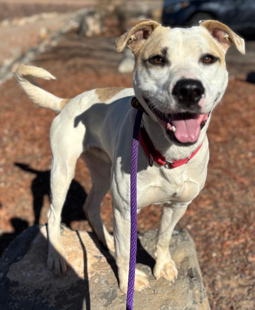 Enlarge Hercules, a Adoptable mixed breed in Cottonwood, AZ image 5/6