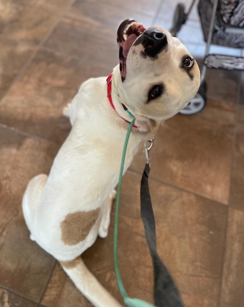 Enlarge Hercules, a Adoptable mixed breed in Cottonwood, AZ image 6/6