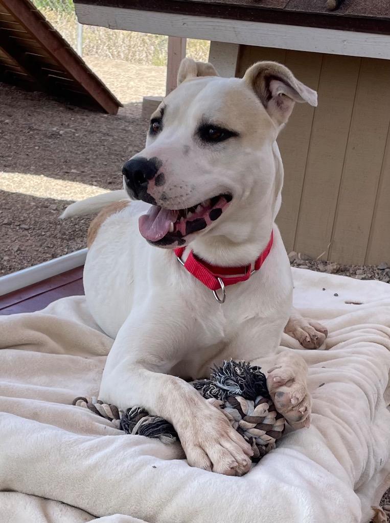 Enlarge Hercules, a Adoptable mixed breed in Cottonwood, AZ image 6/6