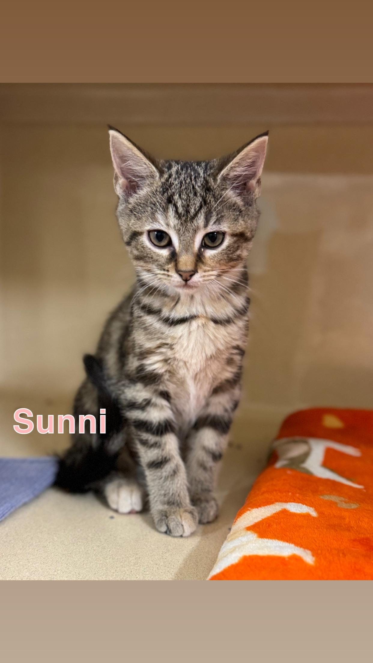 Enlarge Sunni, a Adoptable Domestic Short Hair in Indianapolis, IN image 1/1