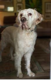 Enlarge Ben, an adopted English Setter in Ann Arbor, MI image 3/6