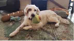 Enlarge Ben, an adopted English Setter in Ann Arbor, MI image 4/6