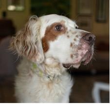 Enlarge Ben, an adopted English Setter in Ann Arbor, MI image 5/6