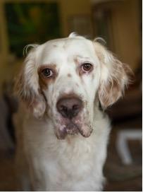 Enlarge Ben, an adopted English Setter in Ann Arbor, MI image 1/6