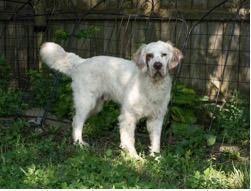 Enlarge Ben, an adopted English Setter in Ann Arbor, MI image 2/6