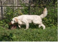 Enlarge Ben, an adopted English Setter in Ann Arbor, MI image 6/6