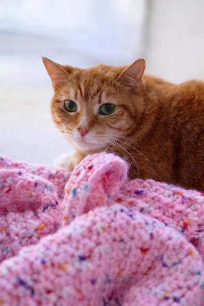 Sebastian, Adoptable, Senior Male Domestic Short Hair & Domestic Short Hair.