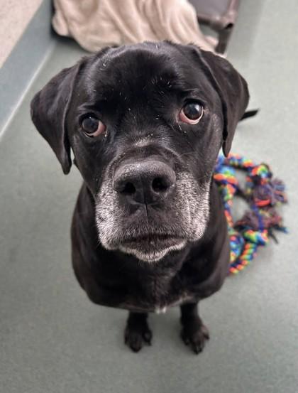 Bella Swan, Adoptable, Adult Female Cane Corso & Mixed Breed.