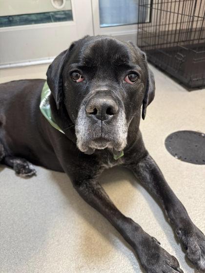 Enlarge Bella Swan, a Adoptable mixed breed in Roseville, CA image 2/3