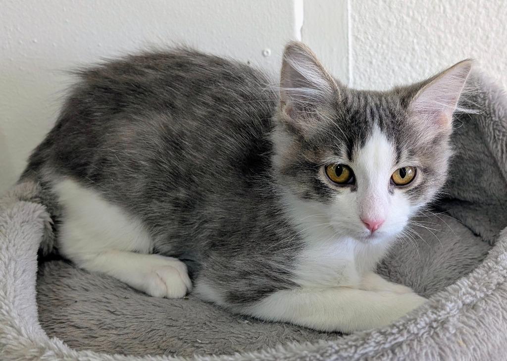 Lyric, Adoptable, Kitten Male Domestic Medium Hair.