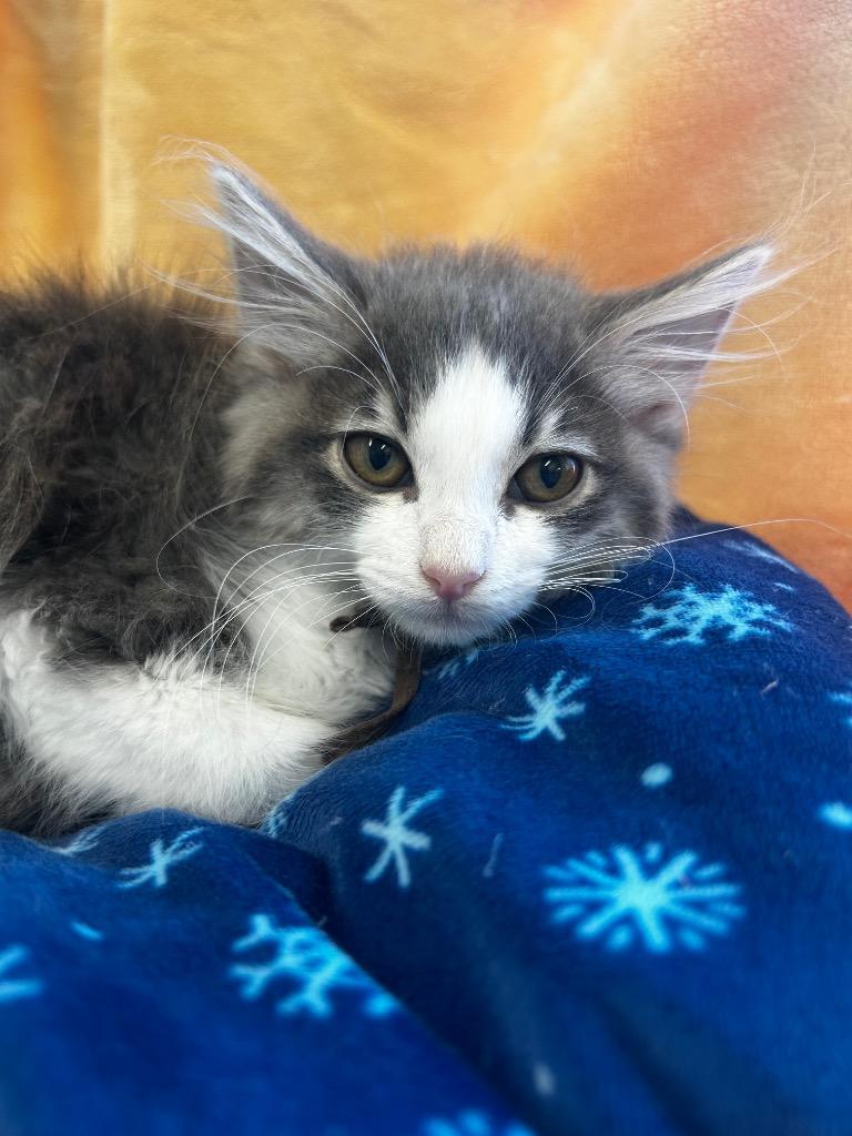 Lyric, a Adoptable mixed breed in Peoria, AZ image 2/2