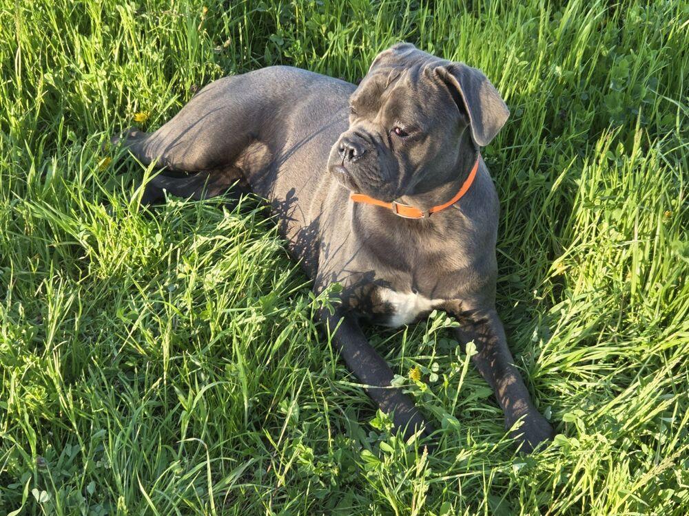 Bunny, Adoptable, Puppy Female Cane Corso.