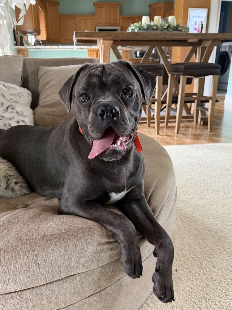 Bunny, a Adoptable Cane Corso in Oswego, IL image 2/3