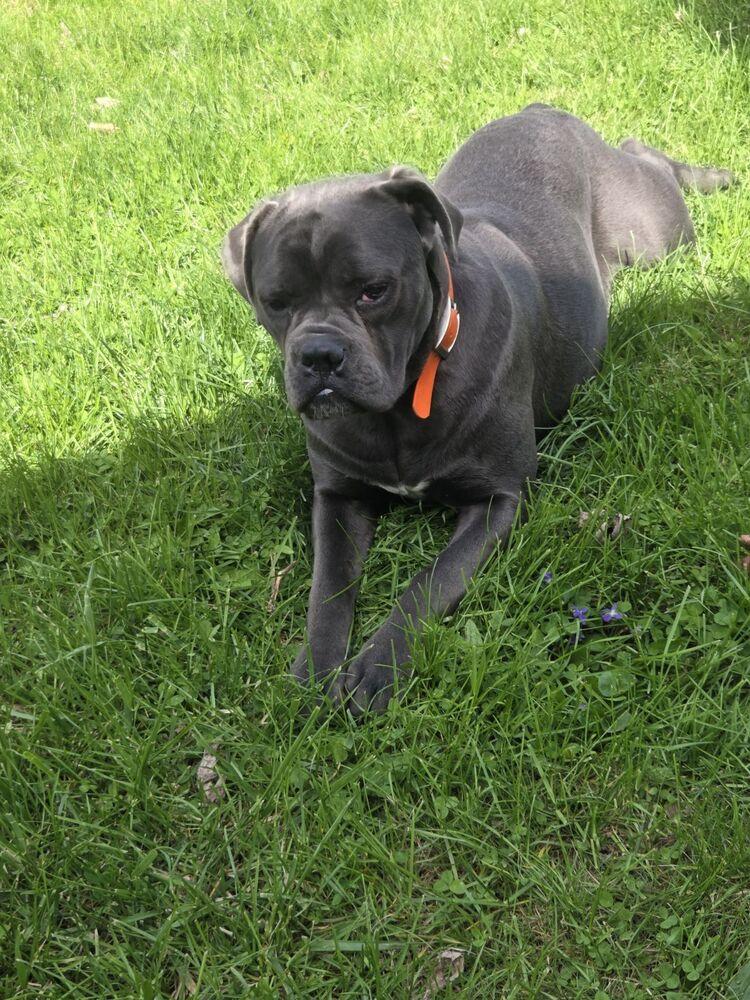 Bunny, a Adoptable Cane Corso in Oswego, IL image 3/3